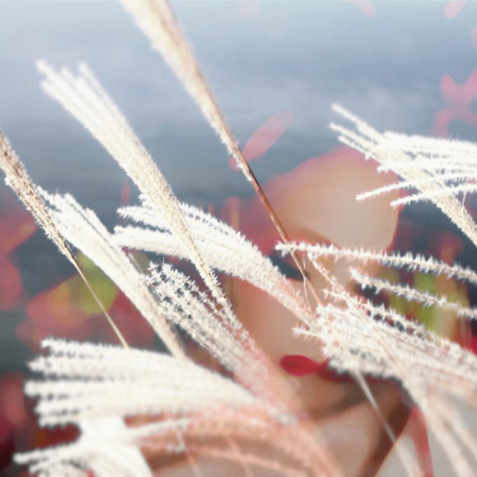 コオロギの声 落籍